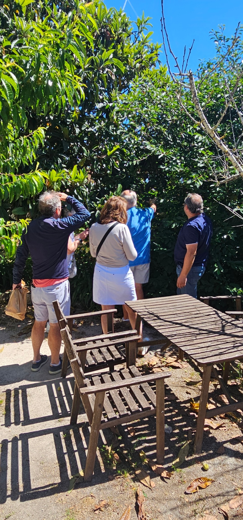 Group tasting fresh fruit from a loquat tree in a shaded Portuguese garden